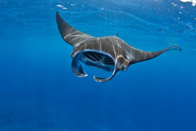 Snorkeling Manta Rays